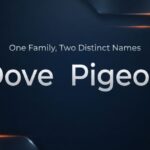 Premium graphic comparing the words dove and pigeon on a navy background